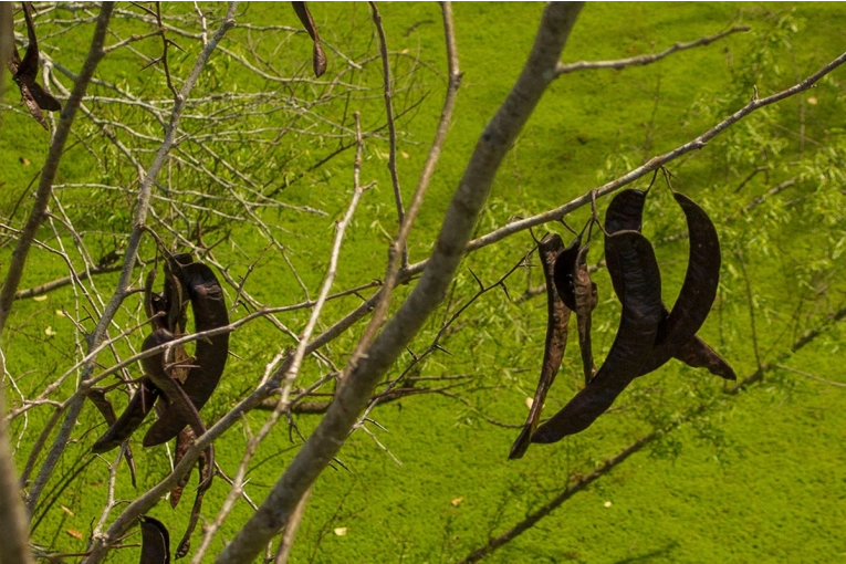 Alertan por el avance de la acacia negra y realizarán una capacitación en la región