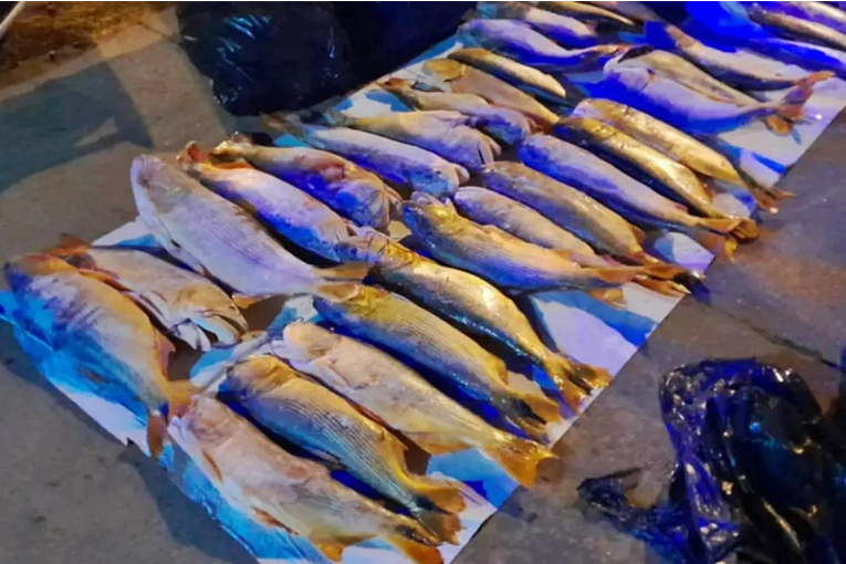 Decomisaron casi 500 kilos de pescado ilegal que tenían como destino Concordia