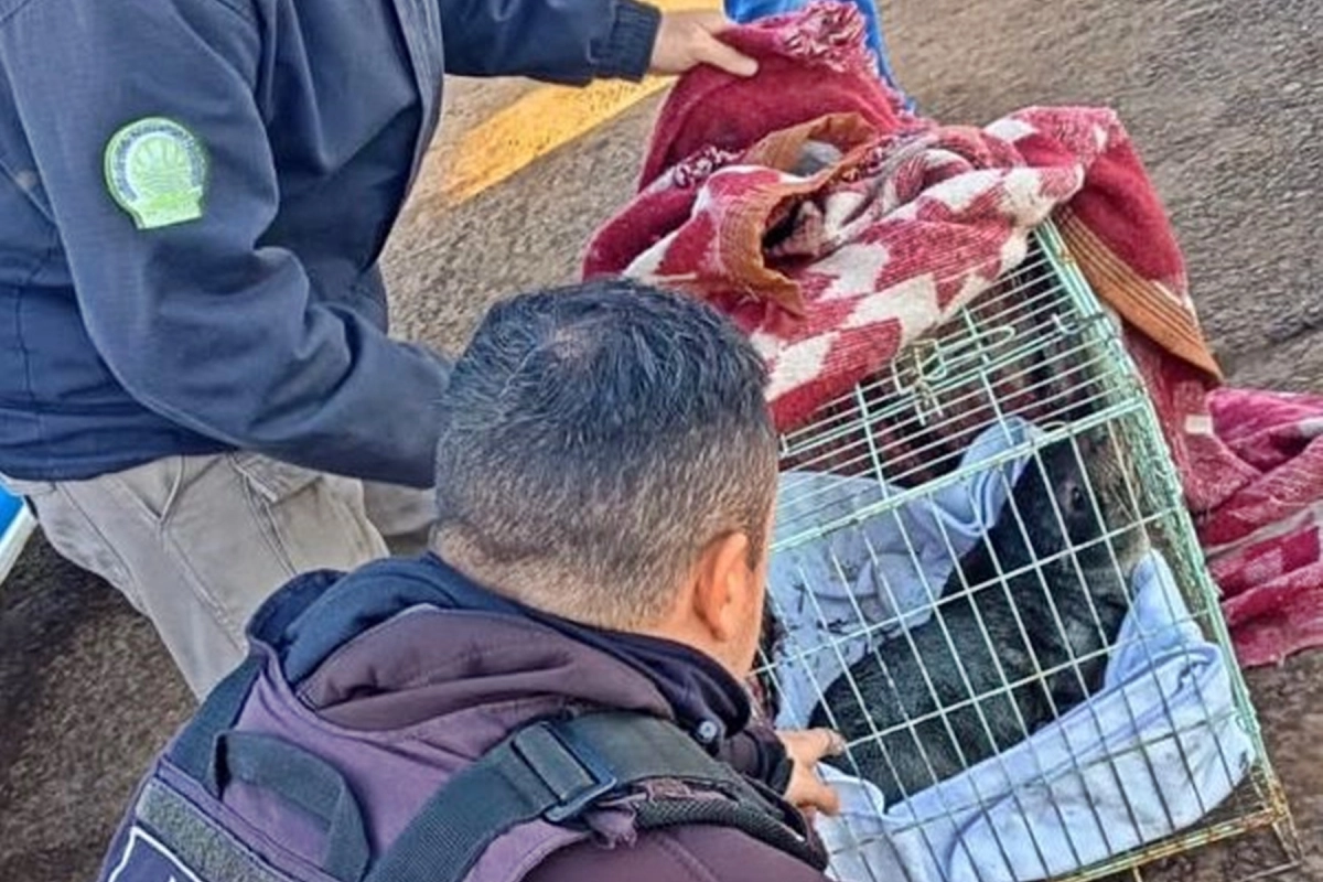 Fue capturado el ejemplar que apareci&oacute; en el r&iacute;o Uruguay.