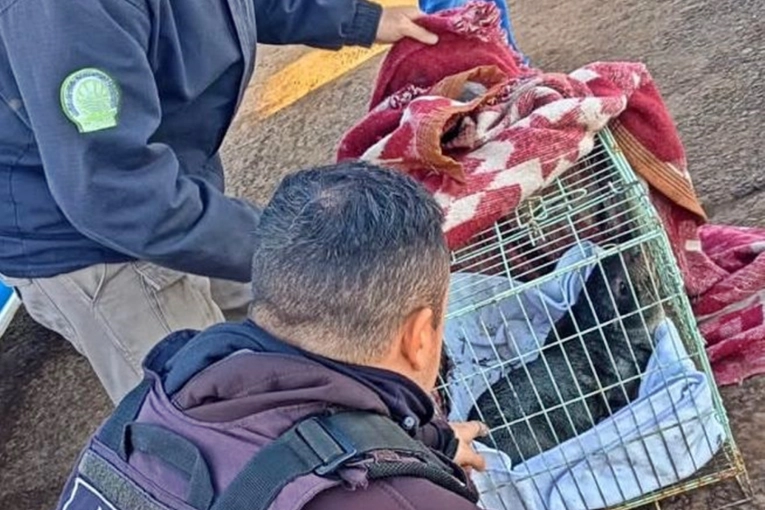 El lobo marino rescatado en Concordia continúa su recuperación en otro punto del país