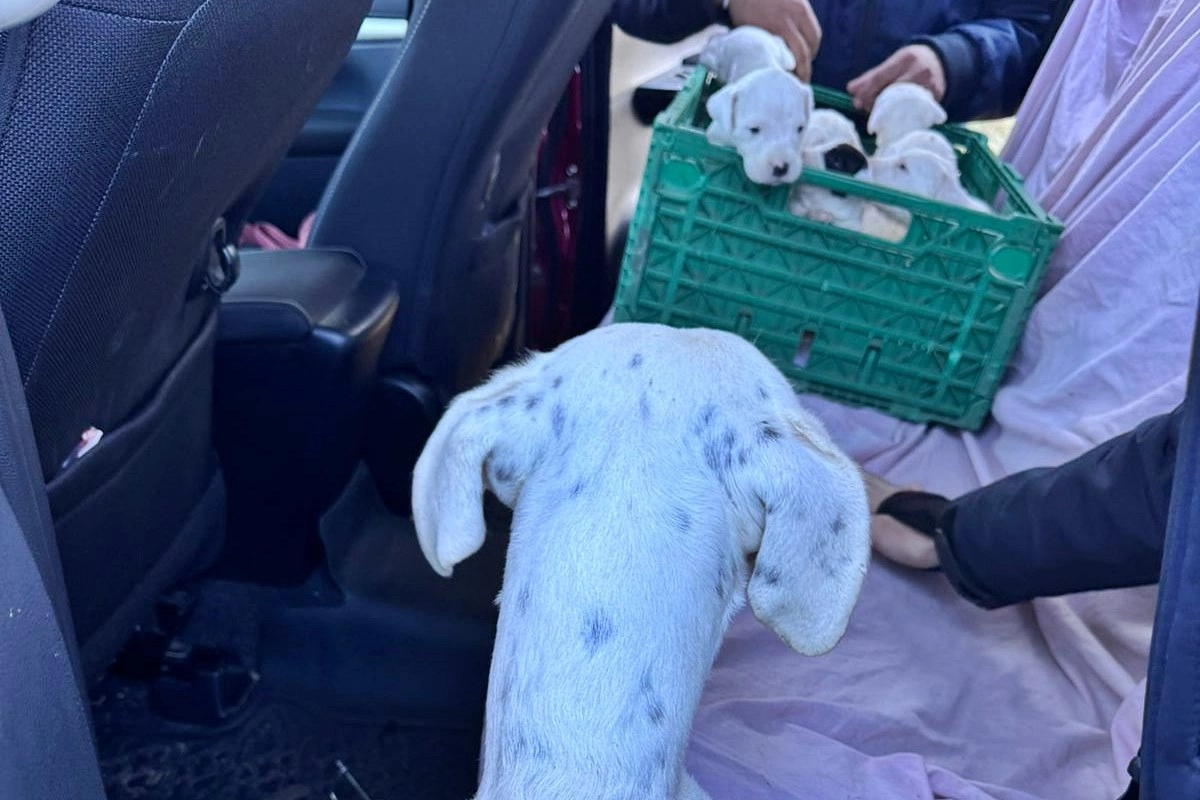 Momento en que personal policial rescataba alguno de los animales.