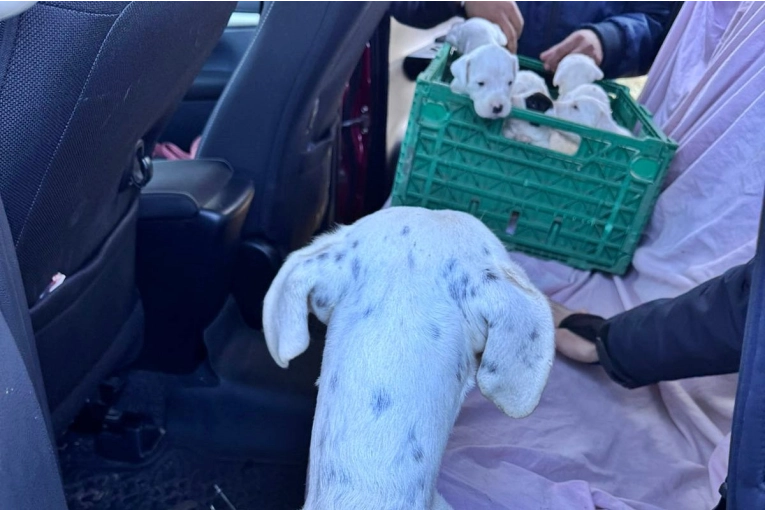 La Policía rescató 20 perros en un allanamiento por presunto maltrato animal