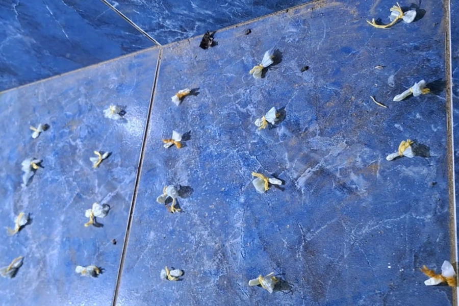 Se encontr&oacute; droga fraccionada lista para la venta.