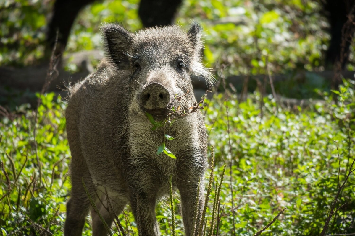 Desde el municipio advirtieron sobre el consumo de carne de jabal&iacute;.
