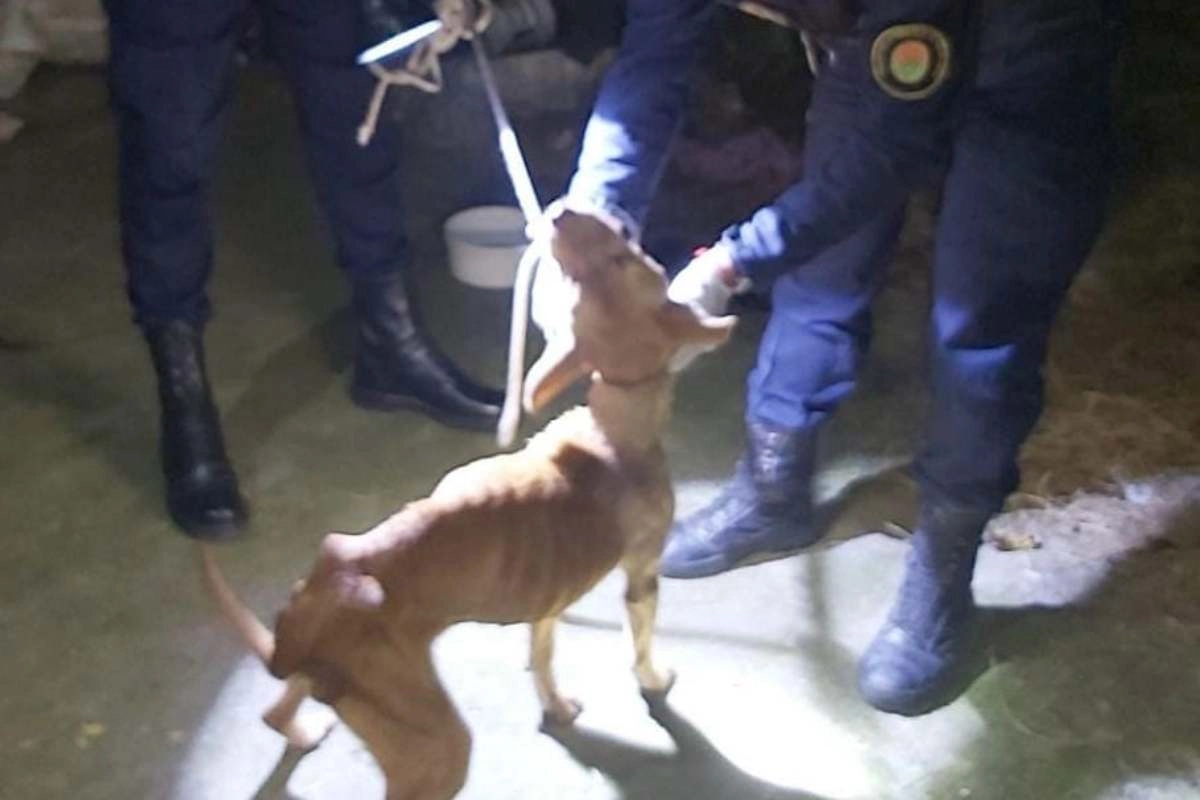 El animal qued&oacute; bajo resguardo de una agrupaci&oacute;n local.