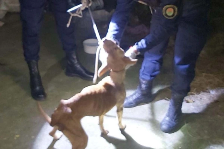 Rescataron a una perra tras una denuncia por presunto maltrato animal