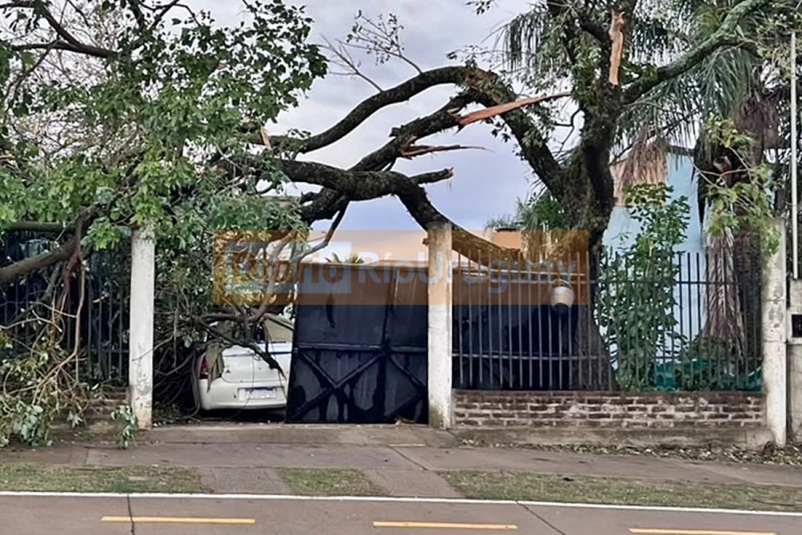 Un &aacute;rbol ca&iacute;do sobre un auto en Villa Zorraquin