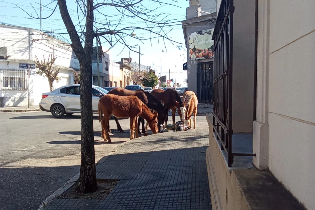 Caballos comiendo basura en Concordia.