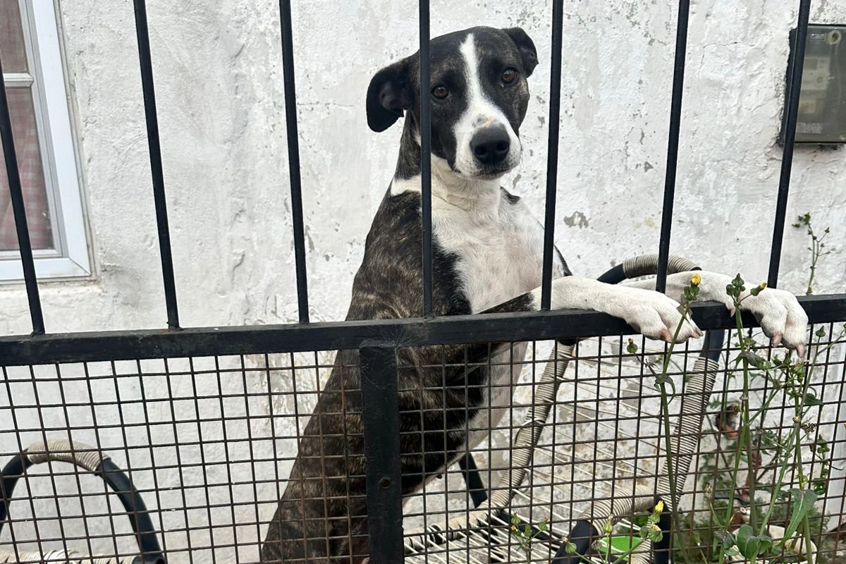 La propietaria de los animales hizo entrega voluntaria.