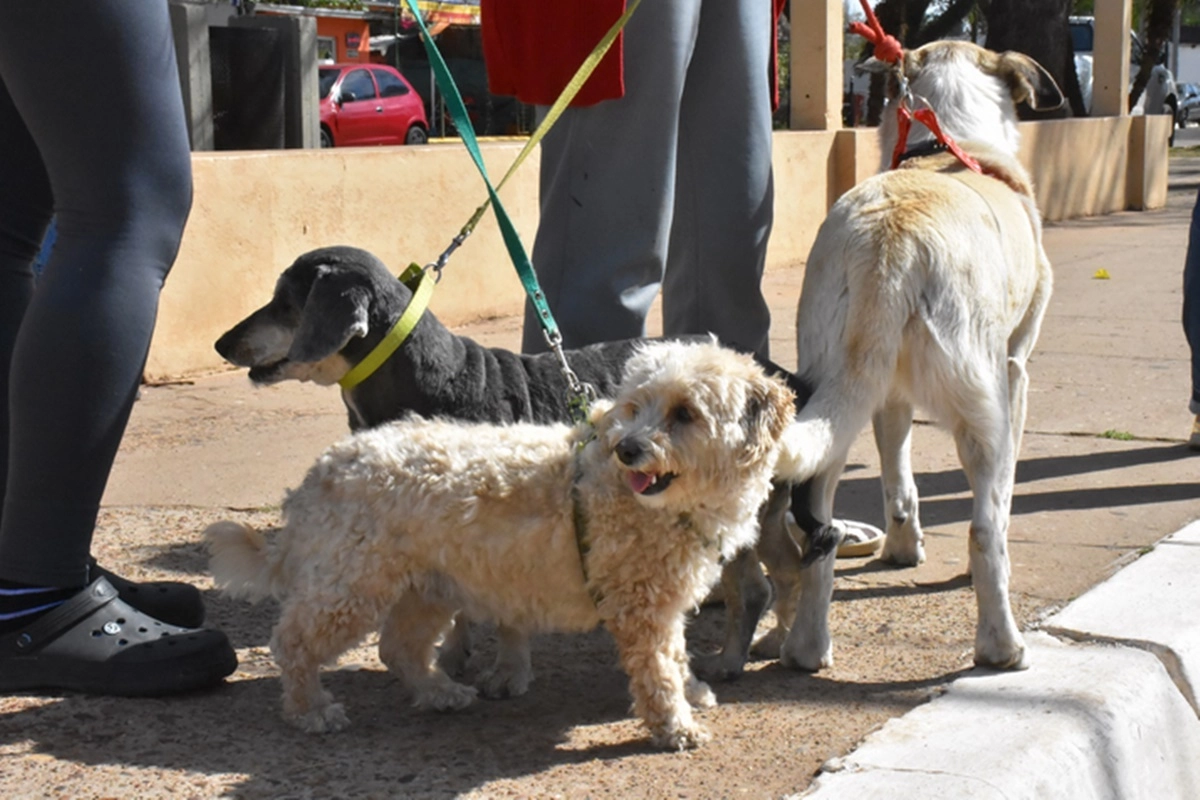 La iniciativa busca facilitar el acceso de los vecinos a servicios veterinarios.