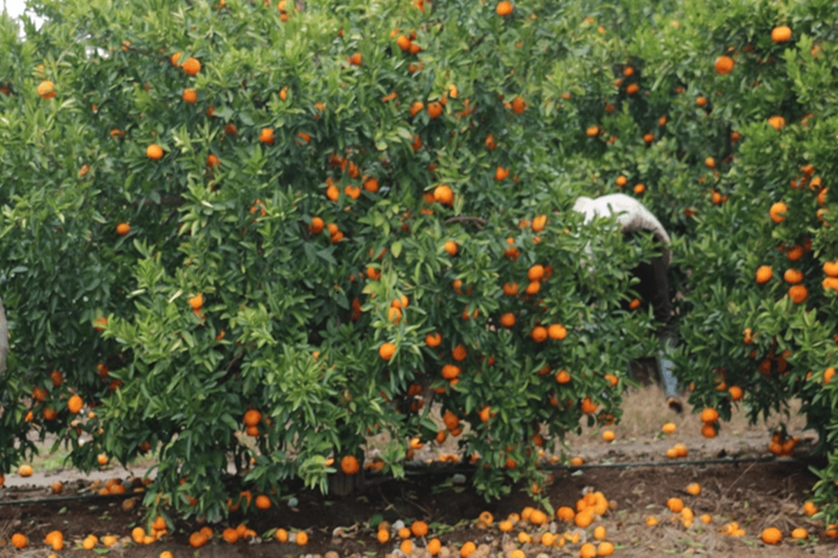 La polic&iacute;a secuestr&oacute; el veh&iacute;culo utilizado para trasladar la fruta.