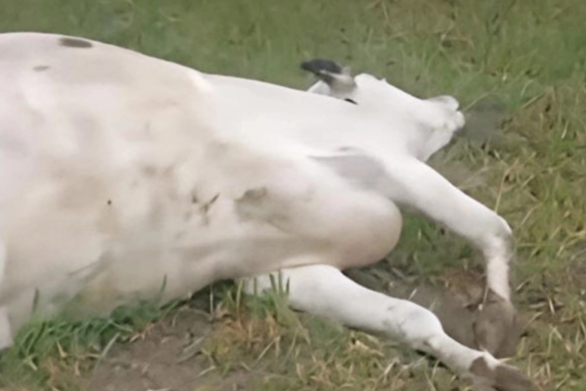 Los animales murieron en el acto.
