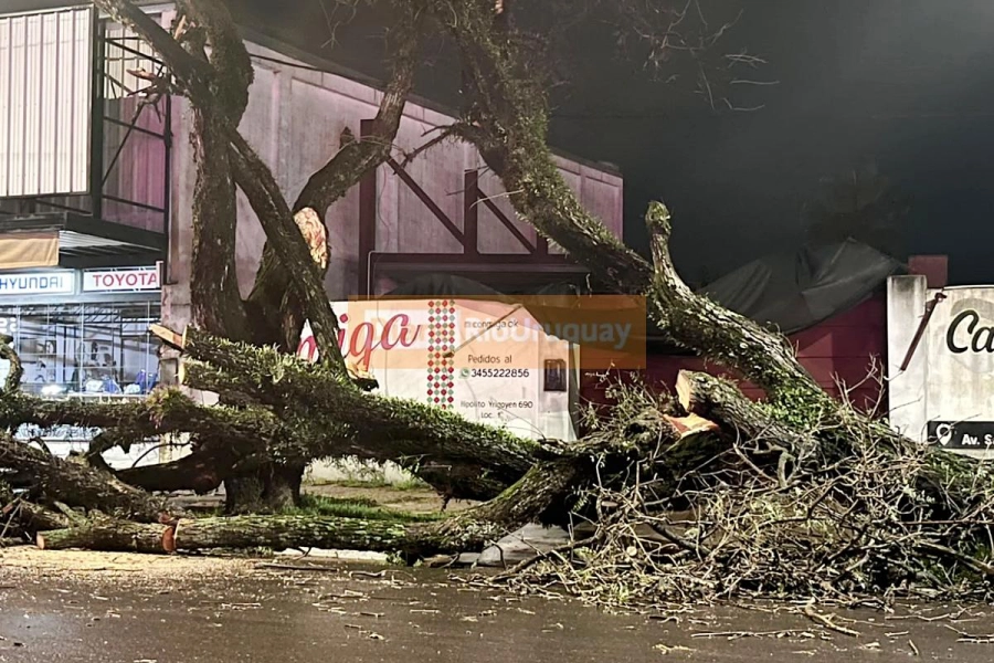 Un a&ntilde;ejo &aacute;rbol cay&oacute; en avenida Eva Per&oacute;n casi San Lorenzo.