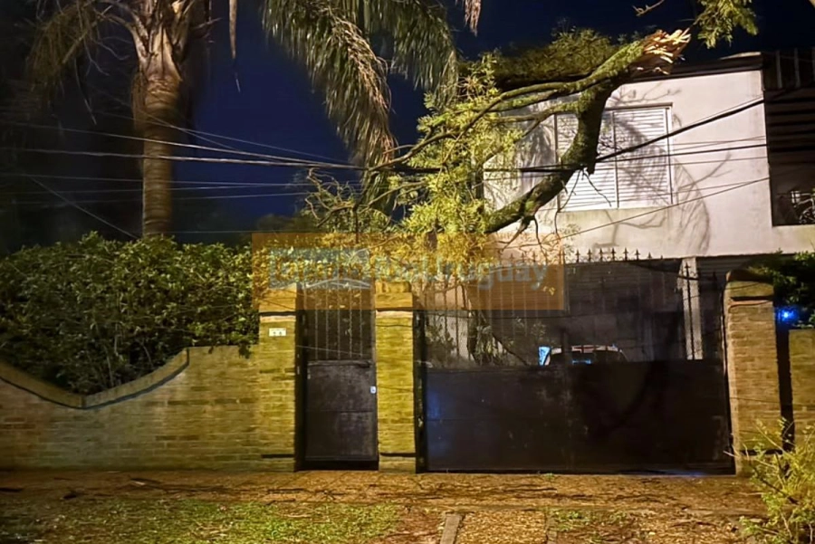 Una gran rama de un a&ntilde;ejo &aacute;rbol cay&oacute; sobre una vivienda de calle Chabrill&oacute;n