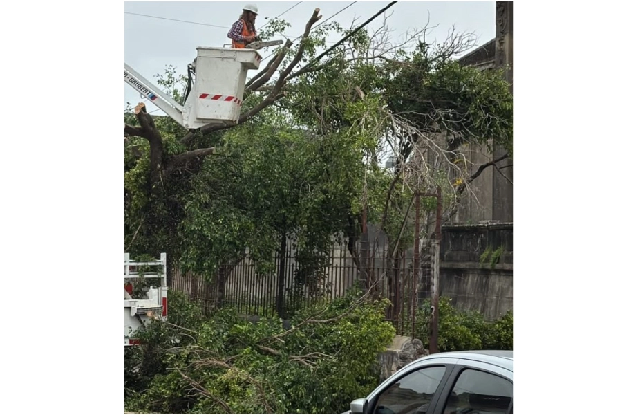 La poda de ramas pos tormenta afect&oacute; el servicio de internet.