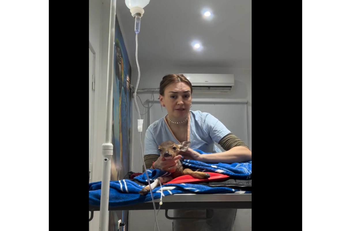 La cr&iacute;a se recupera y piden desalentar la venta ilegal.
