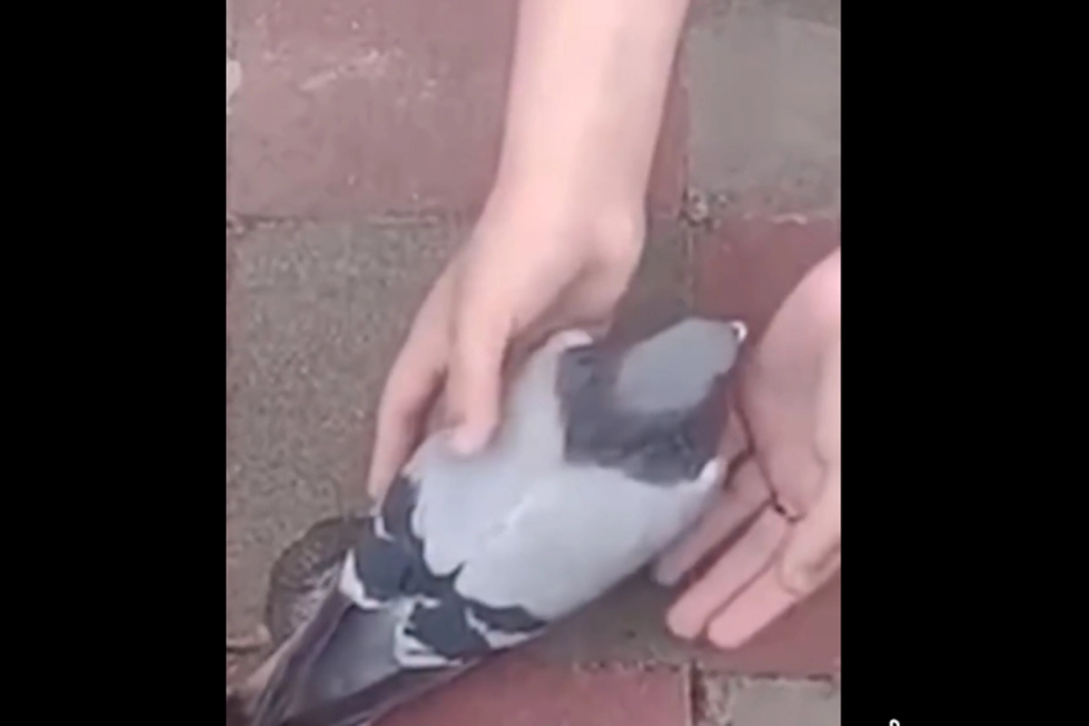 Alrededor de 30 aves muertas.
