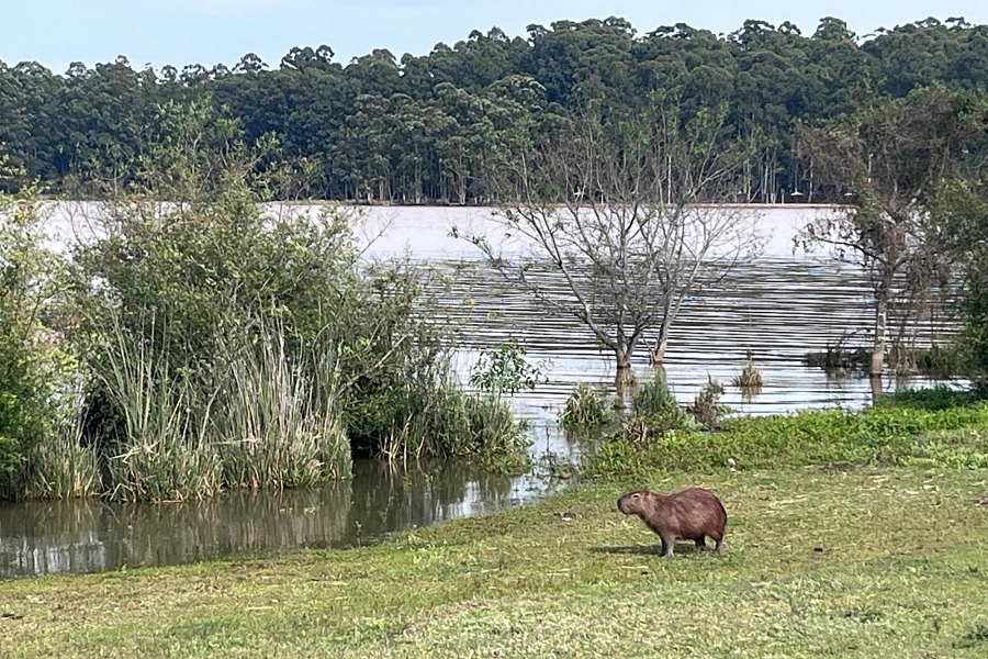 Los carpinchos debieron buscar otros lugares para dormir por la creciente del lago (FOTO: Diario R&iacute;o Uruguay)