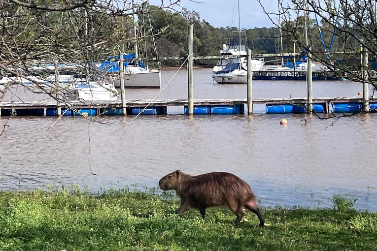 El lago de Salto Grande creci&oacute; por encima de sus marcas habituales y cubri&oacute; las playas del perilago